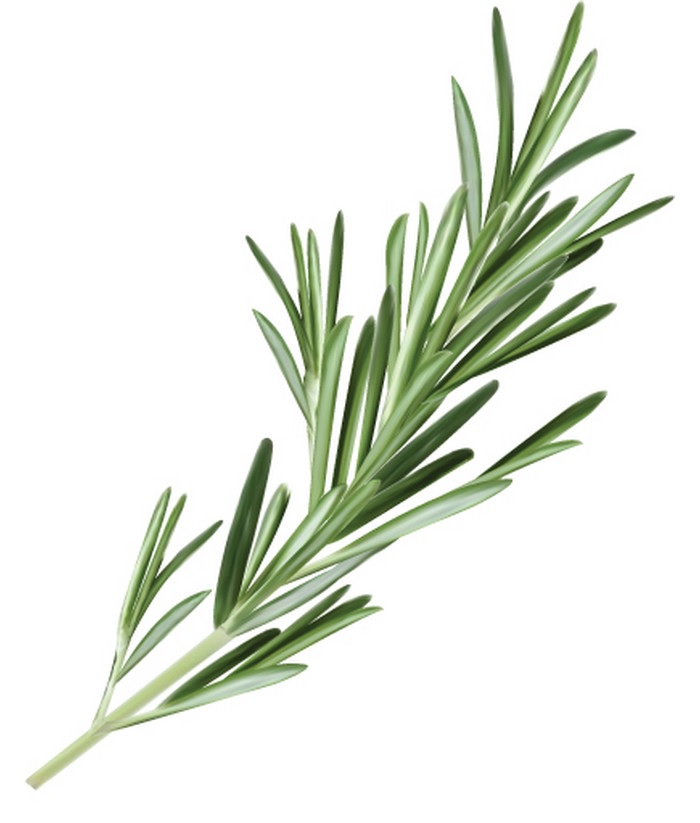 Rosemary Leaves – Essentia Naturals
